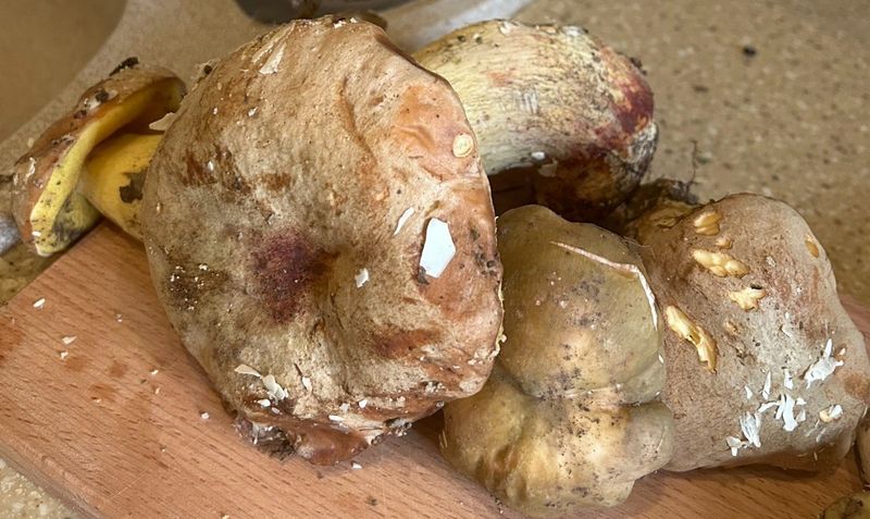 Розрада грибами