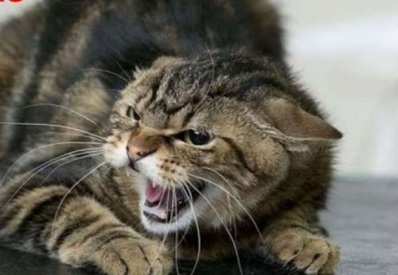 На Вінниччині у травні підтвердили сім випадків сказу