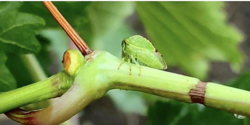 На Вінниччині поширюється шкідлива цикадка-буйвол