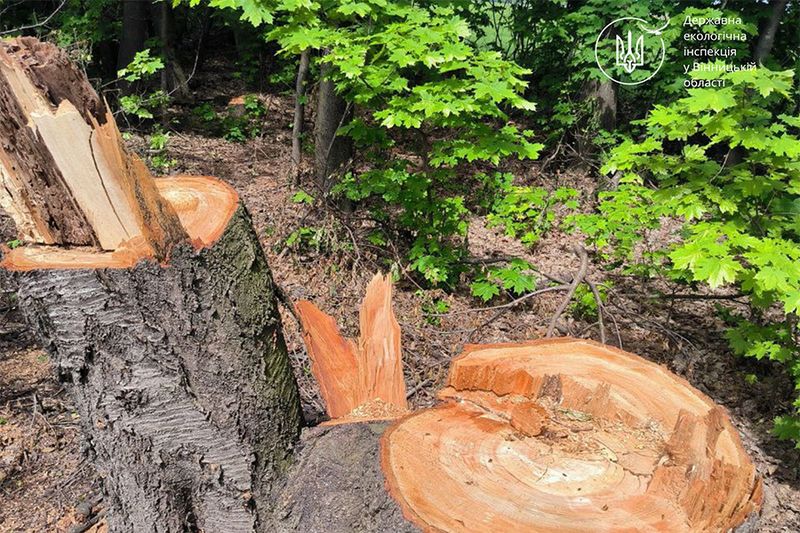На Вінниччині зловмисники знищили дерев на 2 млн грн