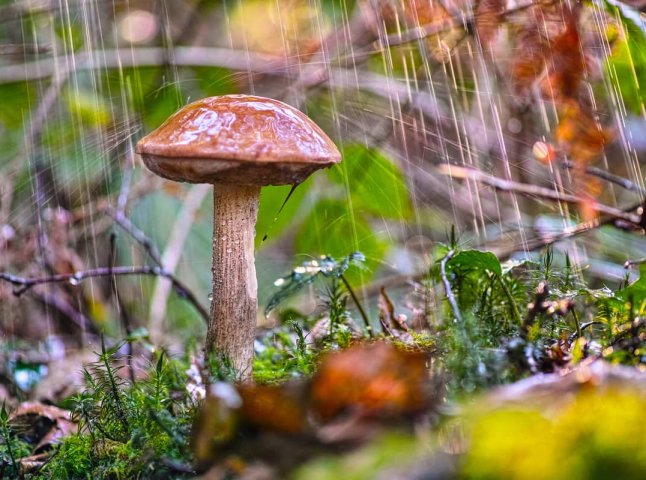 Буде спекотно, але часом дощитиме