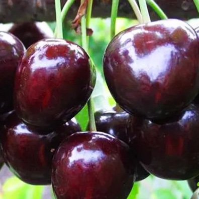 В Україні дешевшає черешня