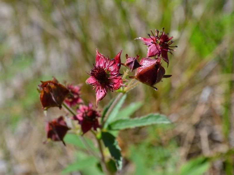 На півночі Хмельниччини розквітли рідкісні рослини