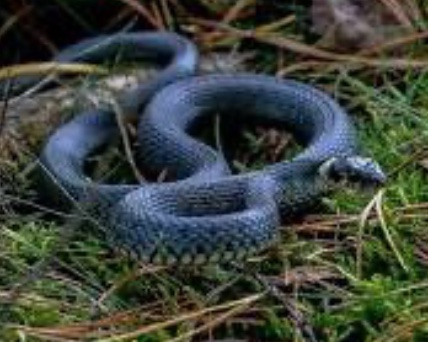 Українське місто атакують змії