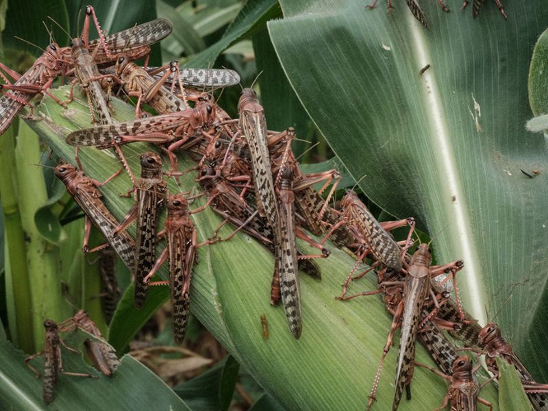 Сарана атакувала ще одну область України