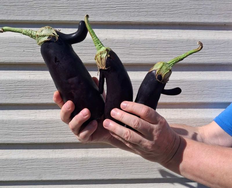 Шоу довгоносиків повертається