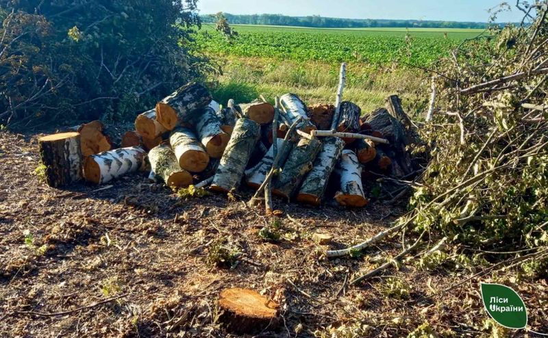 Фермер на Вінниччині самовільно зрубав майже 400 дерев