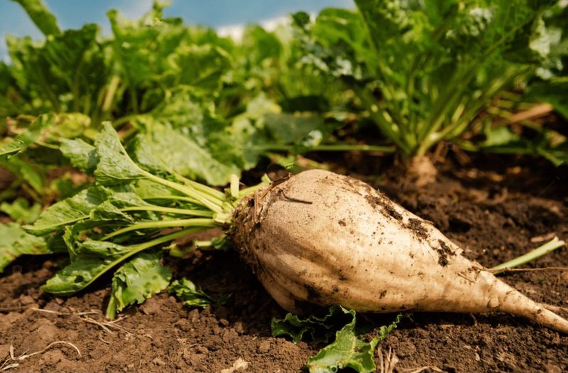 В Україні на 15% зменшили площі під цукровим буряком