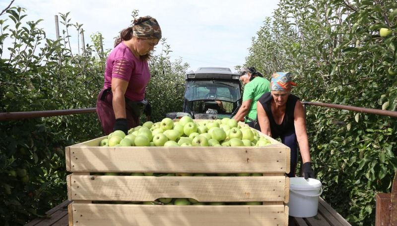 Сезонні працівники мають бути працевлаштовані офіційно