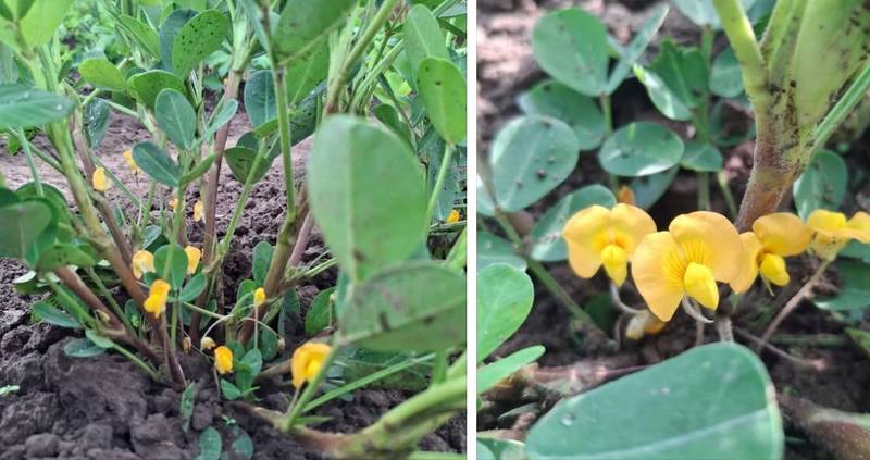 У вінничанина вдруге зацвів земляний горіх