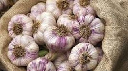 В Україні дорожчає часник