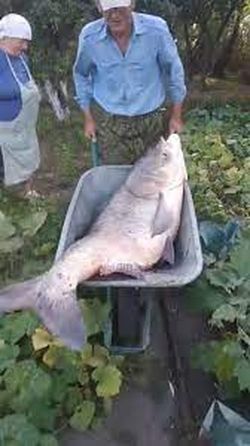 На Черкащині спіймали гігантського товстолоба