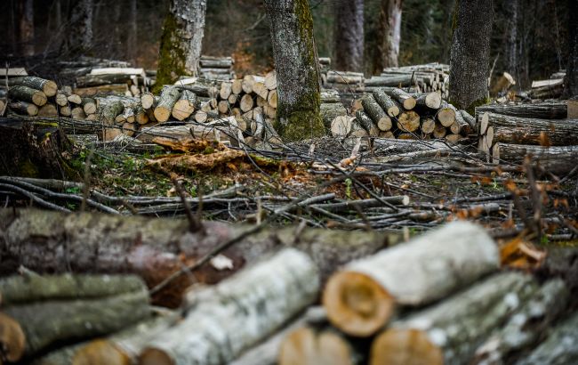 Викрито масштабне розкрадання лісів
