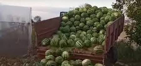 Кавуни під обстрілами — як аграрії Херсонщини збирають урожай