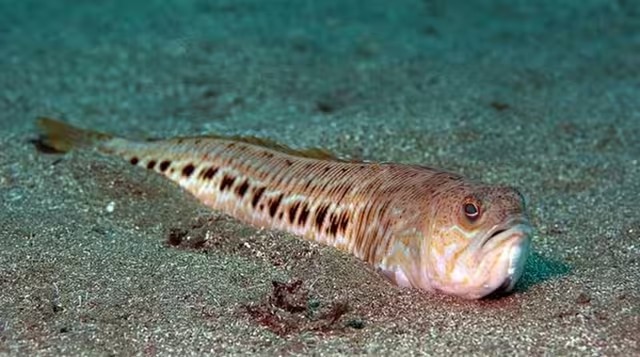 Найнебезпечніша риба в Україні водиться у Чорному морі