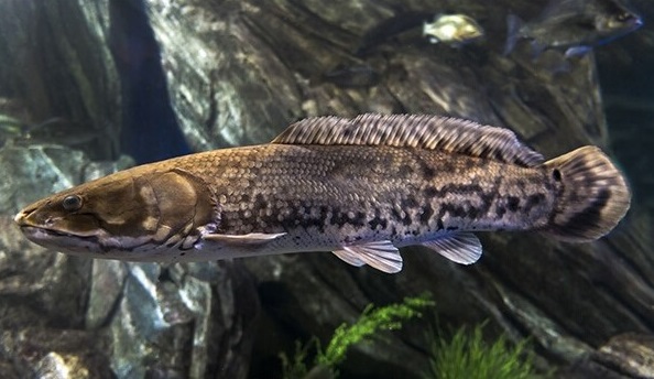 Літня спека та теплі зими знищують аборигенні види риб