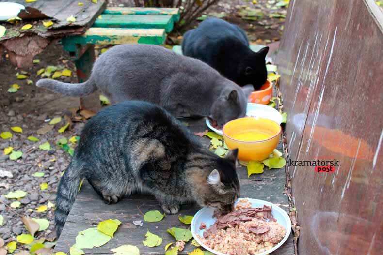 У Вінниці підлітки вбивають котів