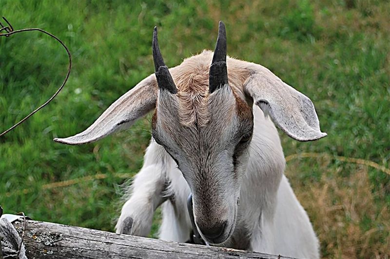 На Вінниччині виявили скажену козу