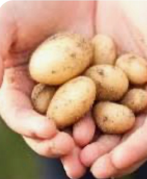 Вчені розкрили таємницю походження картоплі