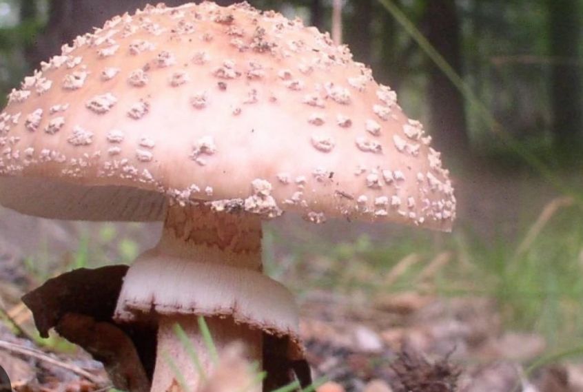 Четверо людей отруїлися грибами у Калинівській громаді