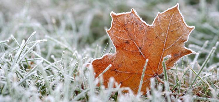 Коли в Україні очікуються перші заморозки