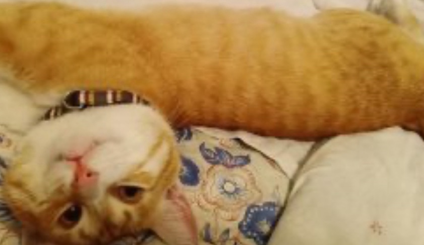 Кіт 4,5 року жив з військовим у полоні