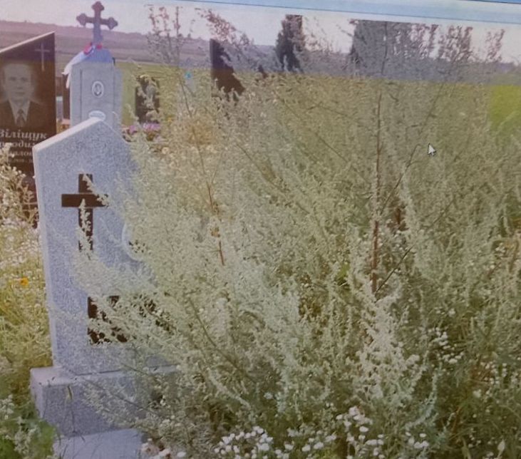 Могили загиблих воїнів на Сабарові заросли бур’янами
