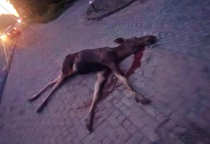 Збили лося на дорозі біля Вінниці