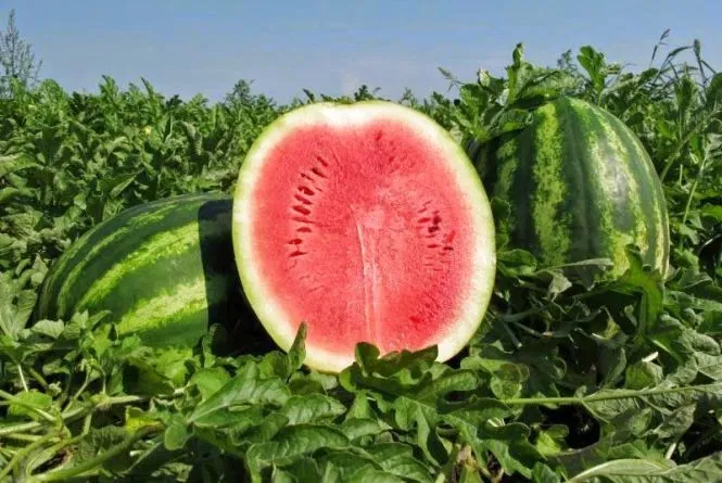 Фермери на Вінниччині зібрали гарний урожай кавунів