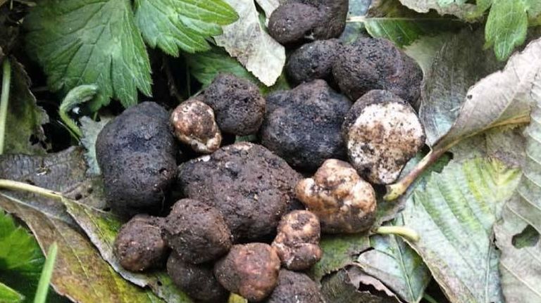 В Україні ростуть найдорожчі у світі гриби