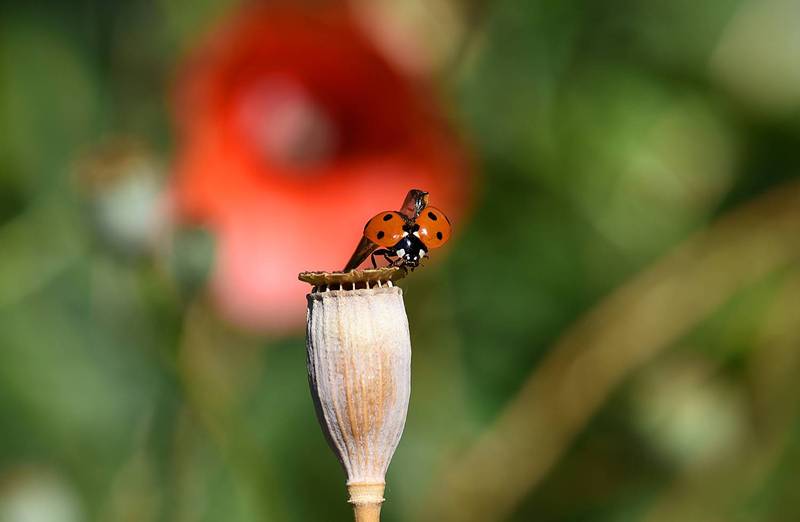 Фотогалерея «33-го каналу» «Світ навколо нас»
