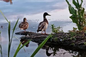 На Вінниччині прокуратура вимагає повернути громаді 125 земельних ділянок