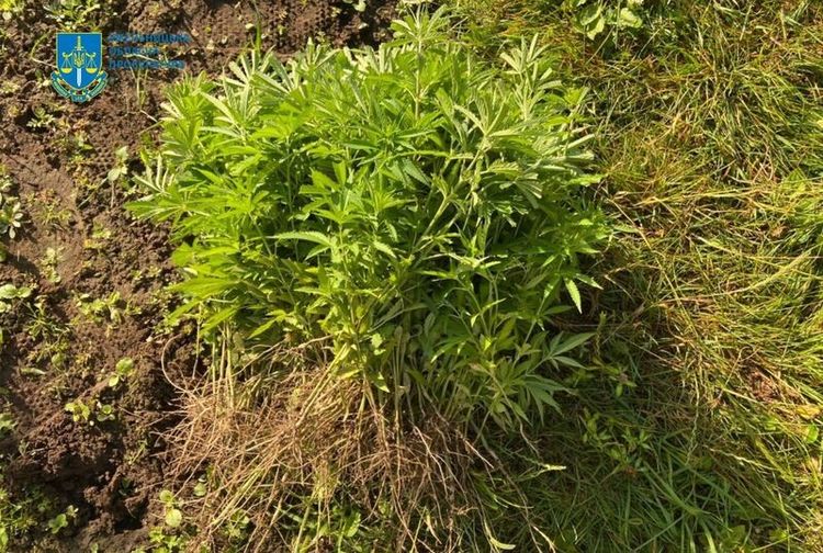 Знайшли 227 кущів конопель