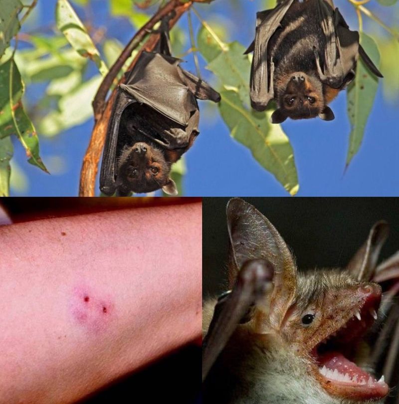 Кажани нападають на людей в Україні
