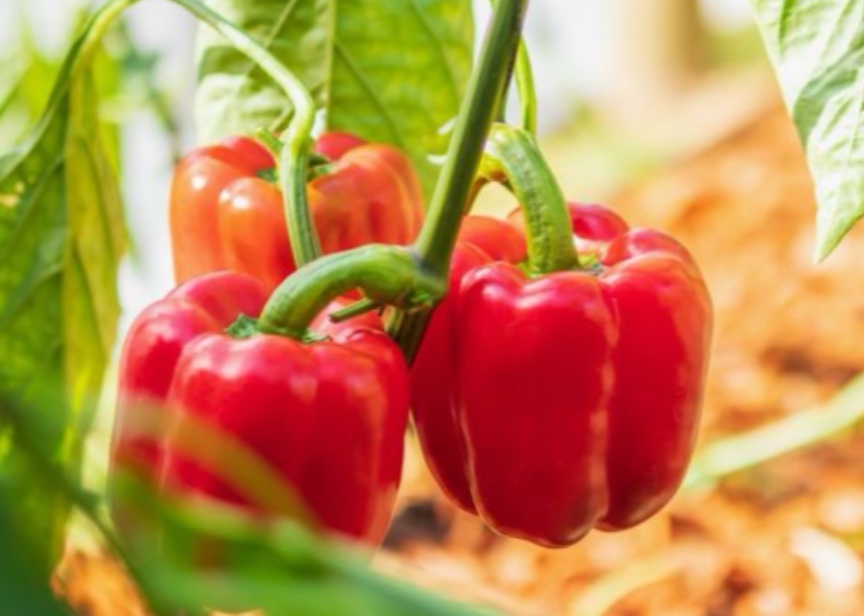 Серпень — вирішальний місяць для перців: чим підживити, щоб урожай здивував