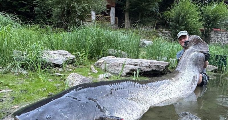 Майже триметрового сома спіймали у Чехії
