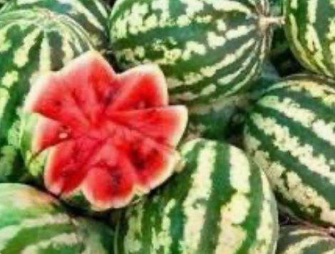 Українські кавуни рекордно дешевшають: Кілограм вже  – 5-15 грн