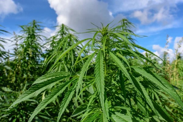 У заповіднику на Вінниччині виявили підпільне виробництво наркотиків