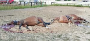 Тіла мертвих коней лежать просто посеред землі: був приліт ворожого дрона у стайню на Київщині.