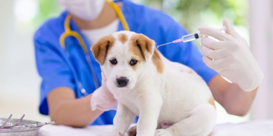 У Гніванській громади проведуть вакцинацію тварин від сказу