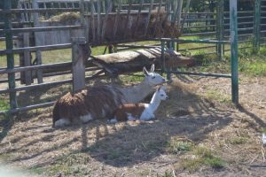 У Подільському зоопарку народилась лама