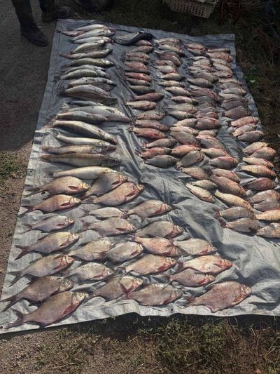 Браконьєр на Вінниччині наловив сітками понад 70 кілограмів риби