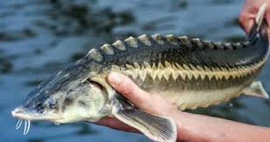 Вперше за 70 років у Дніпрі зʼявилися осетри