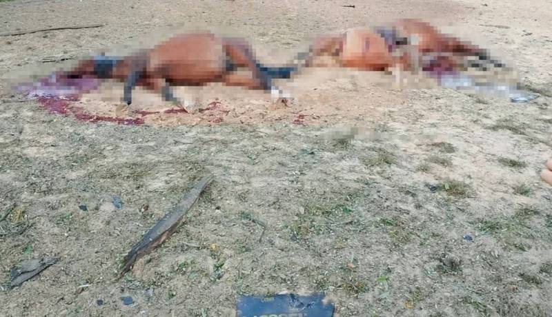 Серед коней, убитих російськими ударами на Київщині, була кобила Фрейлі, яку врятували з Бучі на початку війни