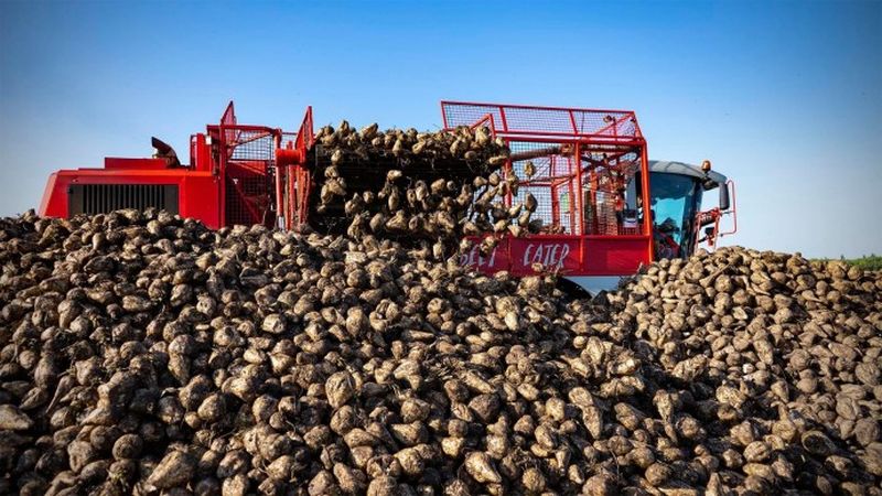 На Вінниччині сезон цукроваріння розпочали чотири заводи