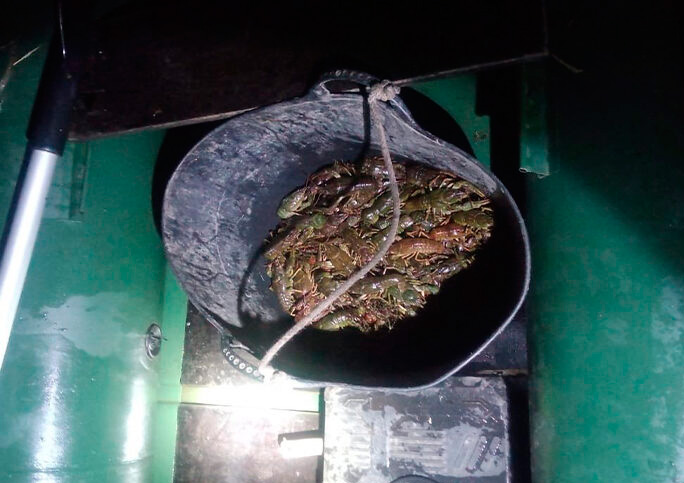 Браконьєри на Вінниччині наловили раків на 603 тисячі