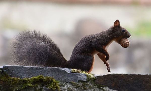 Фотогалерея «33-го каналу» «Світ навколо нас»
