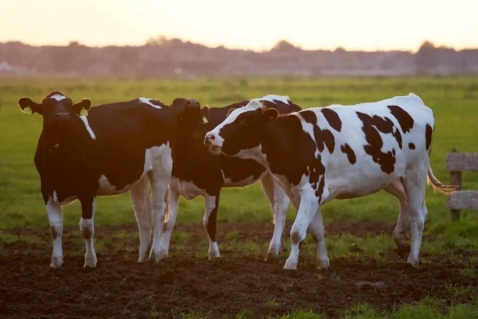 Власники корів у Хмельницькій громаді можуть отримати 10 тисяч гривень допомоги