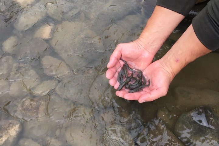 У річки Закарпаття випустили понад 33 тисячі мальків червонокнижних риб