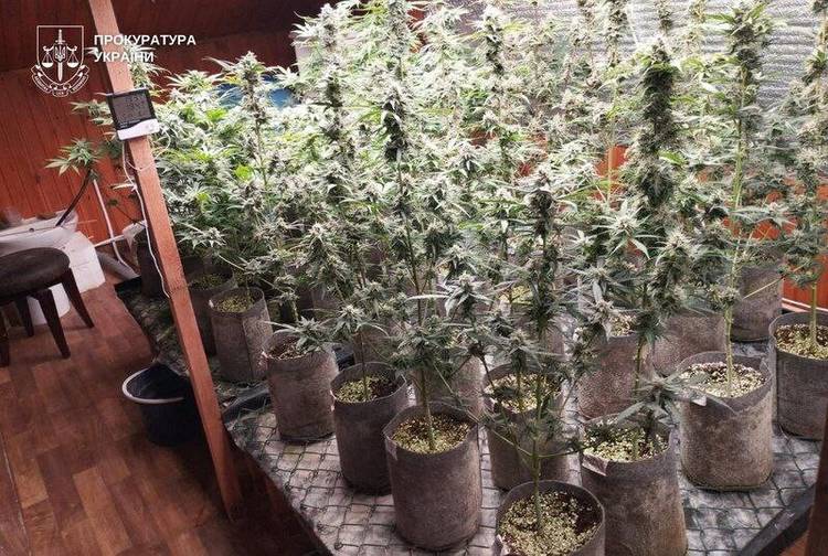 Облаштував теплицю для конопель на третьому поверсі будинку